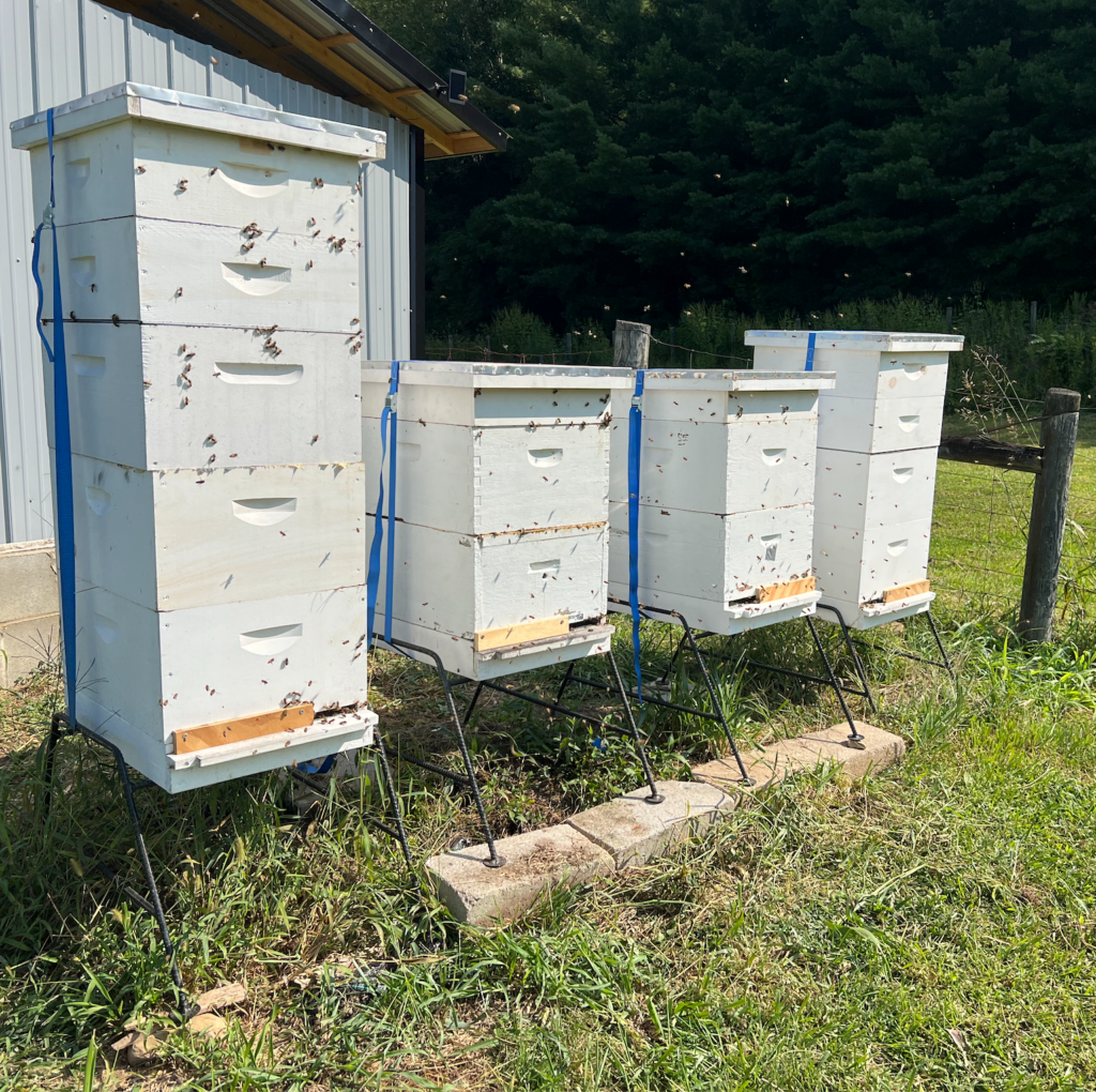 Apiary 1