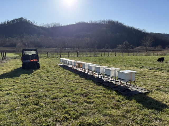 Apiary 2
