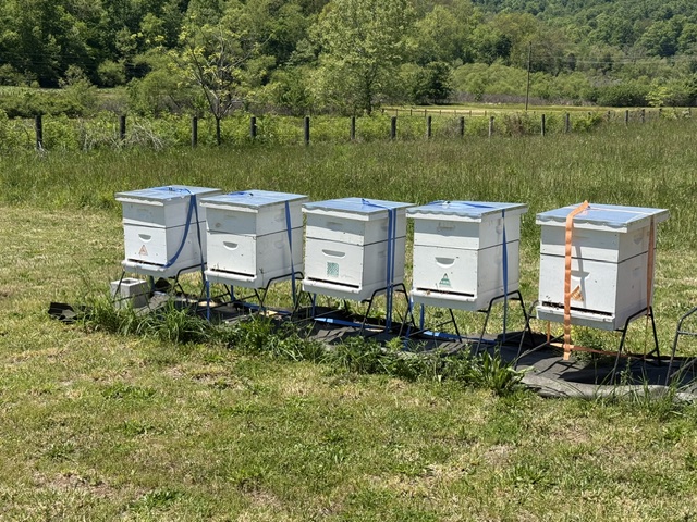 Beehives in the apiary