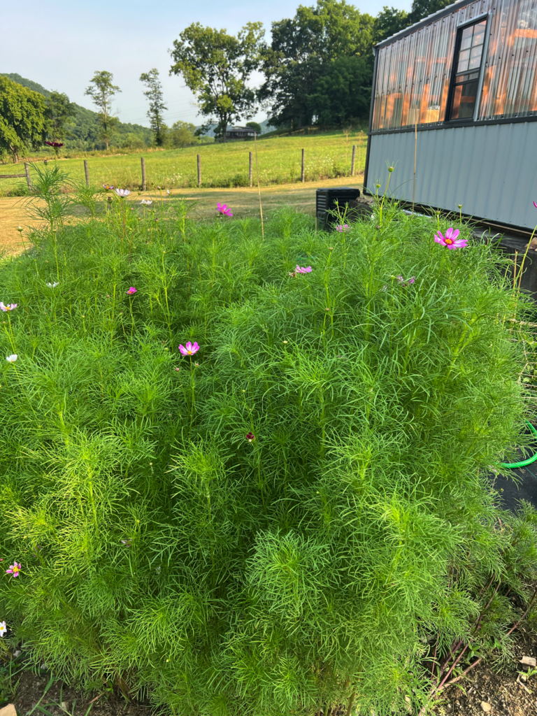 Cosmos near the greenhouse