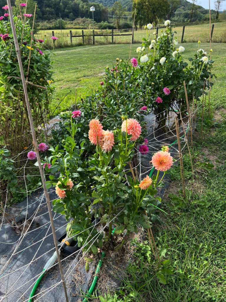 Dahlias in the garden