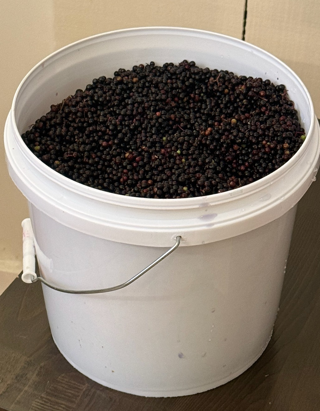 Open ten-pound bucket of elderberries
