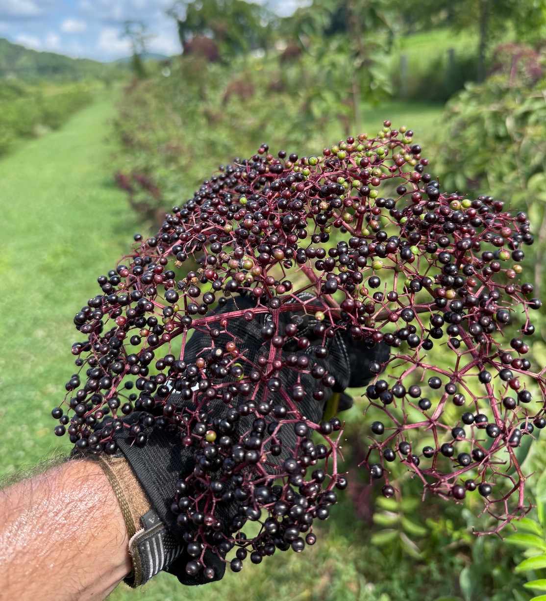 Ripe Pocahontas elderberry cluster