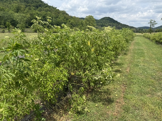 Nutritious Elderberries