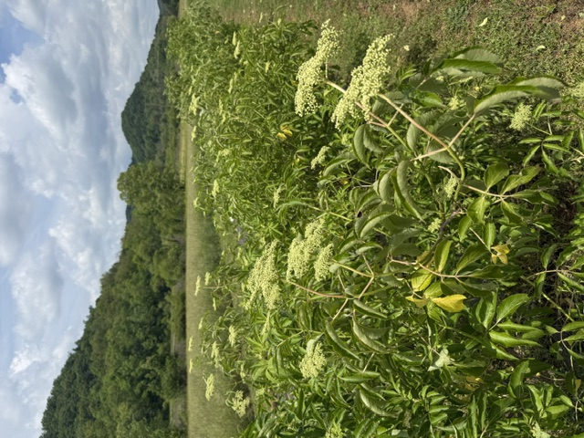 Elderberry planting rows at Big Run Farms