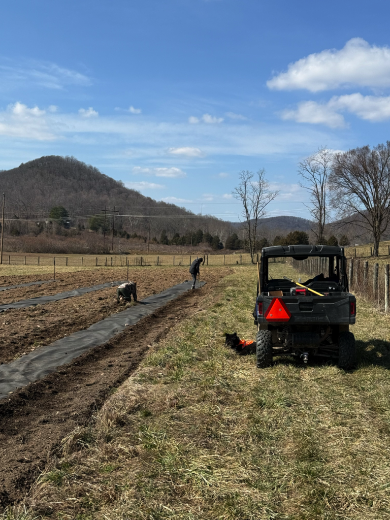 Elderberry planting