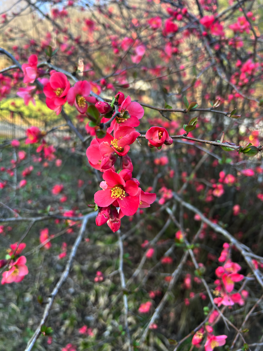 Spring Blooms