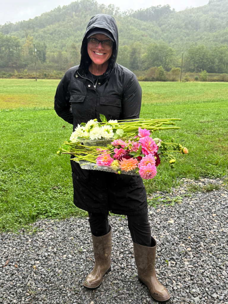 Fresh dahlias harvested at Big Run Farms