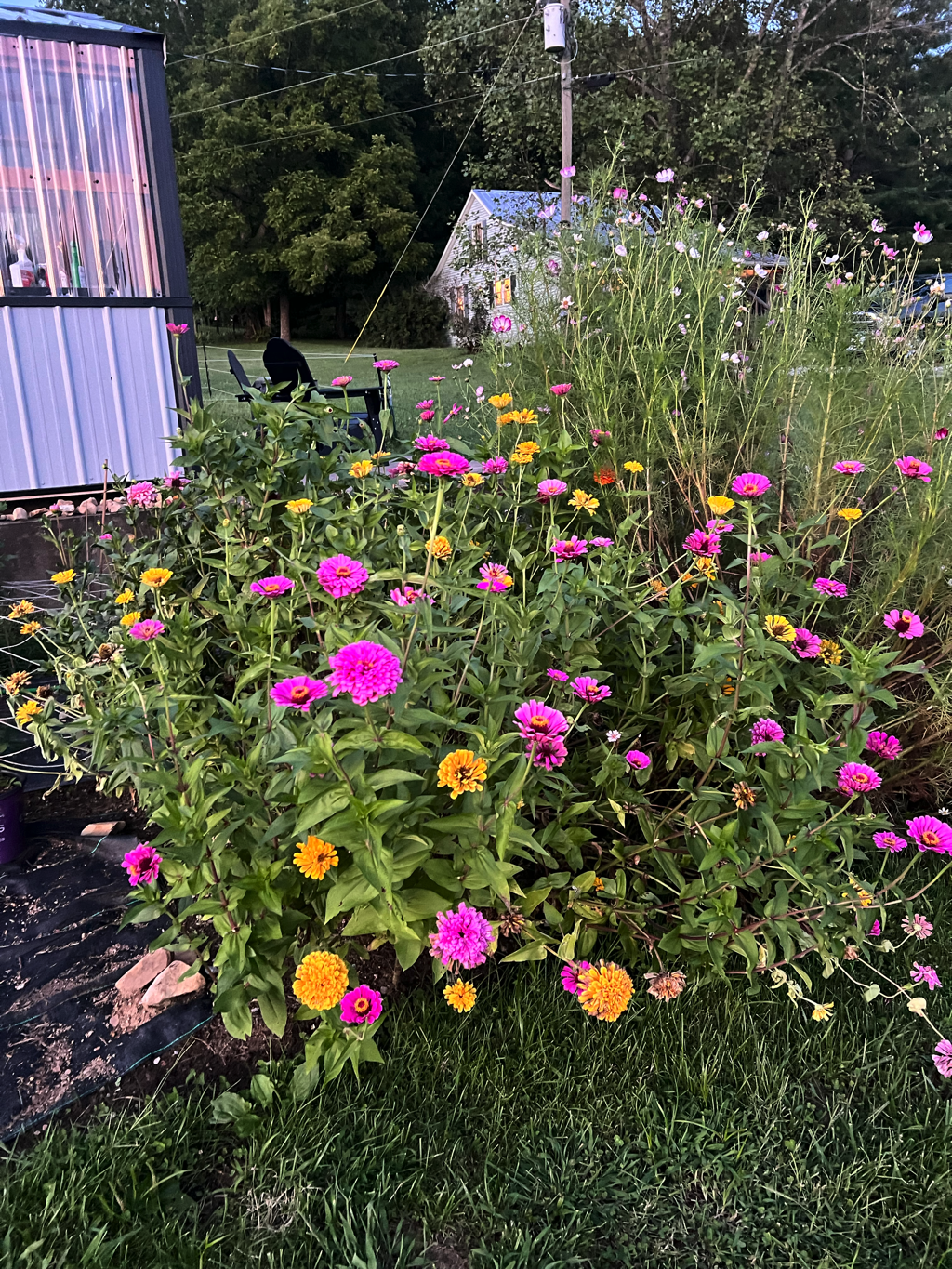 Colorful zinnias growing at Big Run Farms